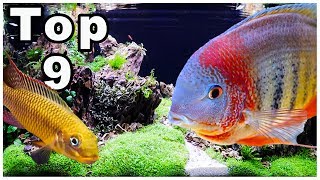 Top 9 Best Cichlids for Community Tanks [upl. by Sass]