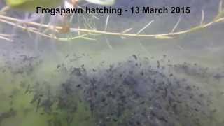 My Wildlife Pond  Frogspawn Hatching timelapse [upl. by Babs]