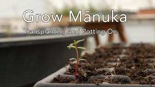 Grow Mānuka Transplanting from the seed tray [upl. by Sand]