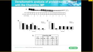 Reliable Quantification of Western Blot Data [upl. by Rawden73]