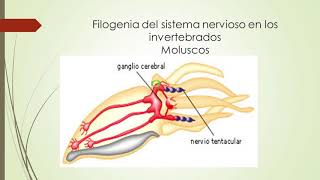 Filogenia del Sistema Nervioso [upl. by Carrie]