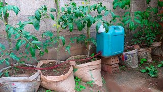 Como hacer riego por goteo automático y casero para cultivar tomates en casa muy fácil y rápido [upl. by Eleumas898]