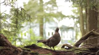 RUFFED GROUSE quotDRUMMINGquot sound amp video [upl. by Moyna971]