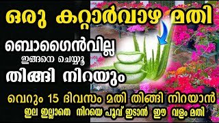 ഒരു മുറി കറ്റാർവാഴ മതി ബോഗൈൻവില്ല തിങ്ങി നിറയാൻ pruning kadalas rose flowering boost malayalam [upl. by Nyral]