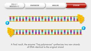 Animated conventional PCR procedure — OPERON [upl. by Ahsaeym]