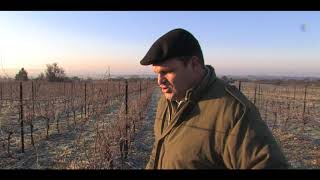 Comment tailler la vigne avec Christophe Chabrier [upl. by Zetrom]