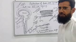 protection of brain and spinal cord meninges and CSF [upl. by Dolli107]