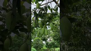 Amazing 🥭 music fruit mangofruit [upl. by Austin]