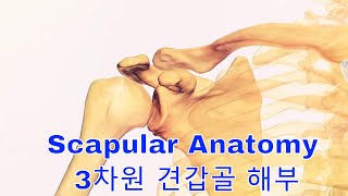 3차원 견갑골 해부 어깨의 구조 탐험 3D Scapular Anatomy Exploring the Structure of the Shoulder [upl. by Faunia]