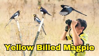 All About Yellow Billed Magpies [upl. by Idnem]