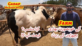 Gadap Maweshi Mandi Farm K Heavy Khubsurat Bachron K Rate Bakra Eid 2024 [upl. by Kciv]