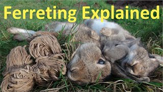 Ferreting Rabbits Explained [upl. by Corrianne]