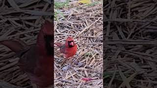 Watch Red Northern Cardinal birds nature cardinalbird [upl. by Acimehs]