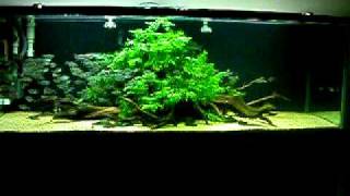 Aquascaping Moenkhausia costae in a 6 ft freshwater aquarium [upl. by Nautna]