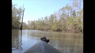 Ivorybilled Woodpecker Drifting through the 2006 Hot Zone [upl. by Ailekahs]