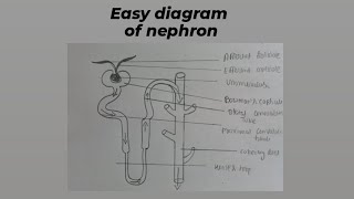 Easy structure of nephron nephron diagram structureofnephron labelledstructre easystructures [upl. by Rycca]