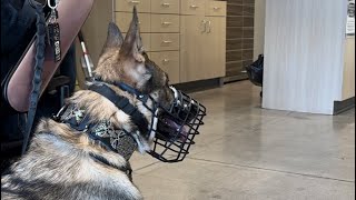 Petco hurt my service dog and refuses to make it right [upl. by Anelej]