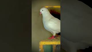 Hera Aseel Pigeon Kabootar Parwazi Pigeonlovers [upl. by Bridges]