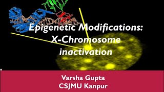 Xchromosome inactivation Epigenetic Modifications [upl. by Burg]