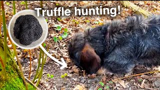 Truffle hunting Dachshund 1st training day [upl. by Meunier]