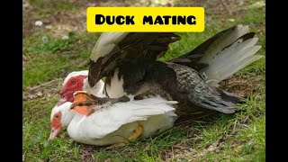 DUCK  MOSKOVY DUCK  MATING [upl. by Enelrae]