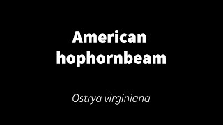 Ostrya virginiana  American hophornbeam [upl. by Pepper]