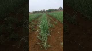 Sugarcane Cultivation in india [upl. by Grew]