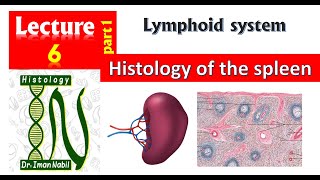 6a Histology of the spleen [upl. by Casavant]