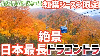 絶対知っておくべき新潟一の絶景 紅葉が見れる【ドラゴンドラ】日本最長のゴンドラに乗れる新潟県人気観光スポット 苗場スキー場 This is NIIGATA [upl. by Kenwood]