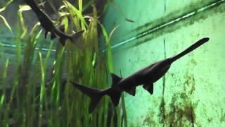 American Paddlefish in a aquarium in HD [upl. by Yssim]