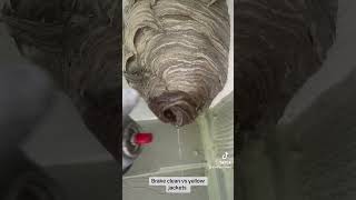 Brake cleaner vs hornets nest hornet hornets wasp asmr yellowjackets infestation insectnest [upl. by Ordisi629]