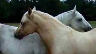 Stallion Grooming Gelding [upl. by Barri]