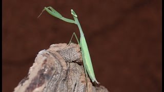 Haltungstipps für die Miomantis paykulliiÄgyptische Mantis [upl. by Noak224]