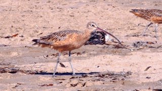 Longbilled Curlew [upl. by Culliton]