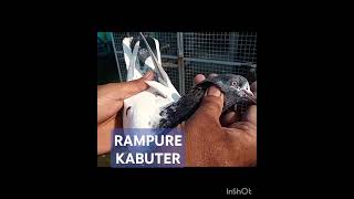 RAMPUE KABUTER rampure pigeon kabutar [upl. by Corron]