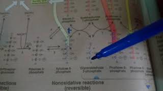 PENTOSE PHOSPHATE PATHWAY part 2non oxidative reactions [upl. by Demodena]