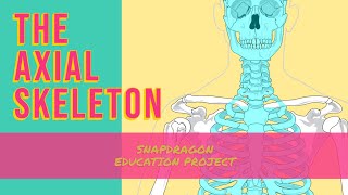 THE AXIAL SKELETON [upl. by Haslam500]