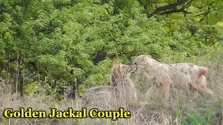 Golden Jackal  Golden Wolf  Jackal Male and Female  Mating Season [upl. by Ikcin460]