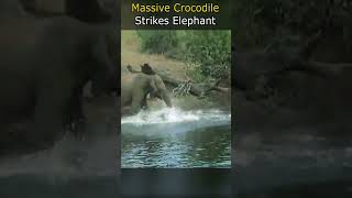 Massive Crocodile Strikes Elephant [upl. by Ythomit]