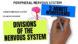 2Minute Neuroscience Divisions of the Nervous System [upl. by Ermey]