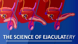 Behind The Sperm and Ejaculation [upl. by Arramahs]