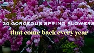 20 Gorgeous Spring Flowers that come back every year uk [upl. by Leugim281]