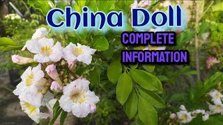 China Doll Plant Sweet Fragrance with beautiful foliage Radermachera sinica [upl. by Kayle]