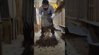 Cockroach population bird 😯 [upl. by Adlar]