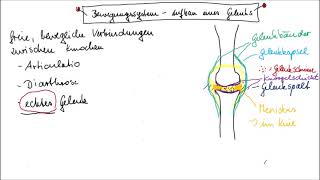 Aufbau eines echten Gelenks leicht erklärt [upl. by Gable]