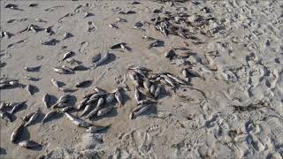 Red Tide Panama City Beach  Officials Sweep Away Evidence  September 2018 [upl. by Blair]