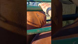 Cattle branding in South Africa Free State cattle farming branding duratags agri boer farmer [upl. by Augie649]