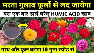 Rose plant growing tips3 घरेलू पावरफुल खाद सूखता गुलाब फूलों से लद जायेगाRose plant caregulab [upl. by Wesley]