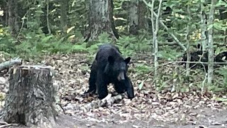 Black Bear at Limekiln Lake State Park Inlet NY [upl. by Orlantha846]