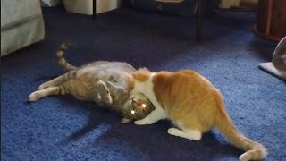 Cat Bites Other Cats Neck [upl. by Arehc]